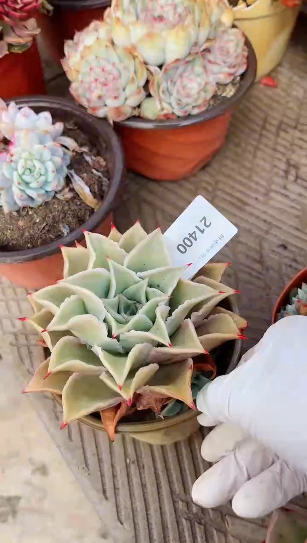 【闪购商品】21400