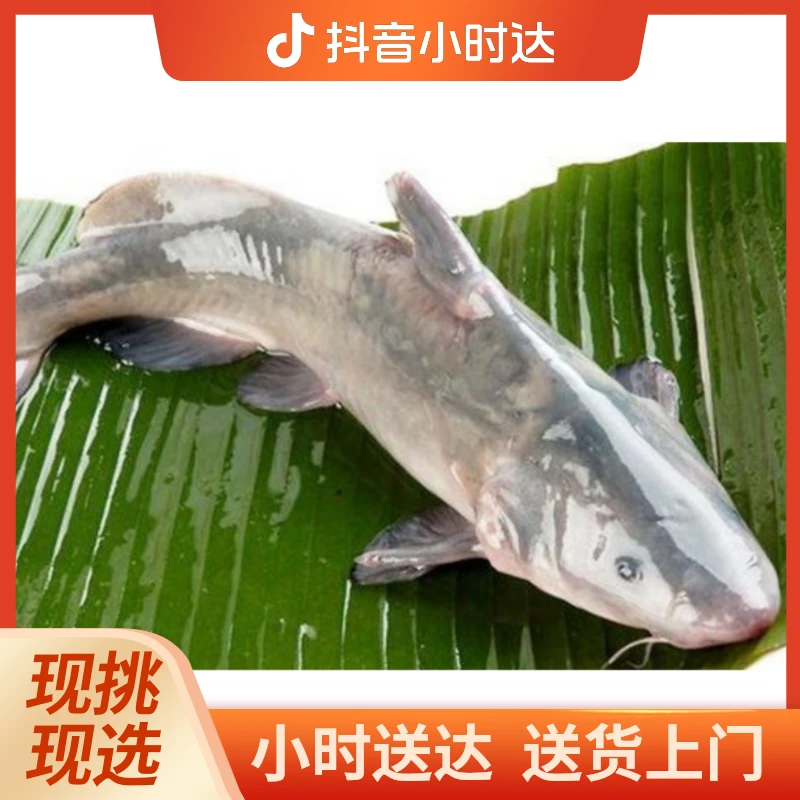 江团约3斤左右