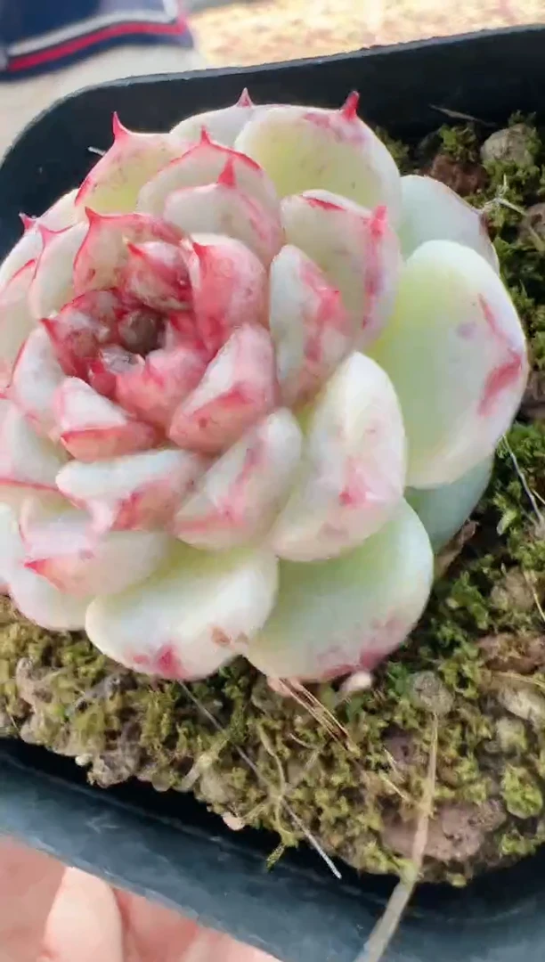 【闪购商品】晶-16