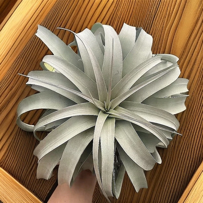 空气凤梨大霸王 植株长度18 - 22cm的独特绿植