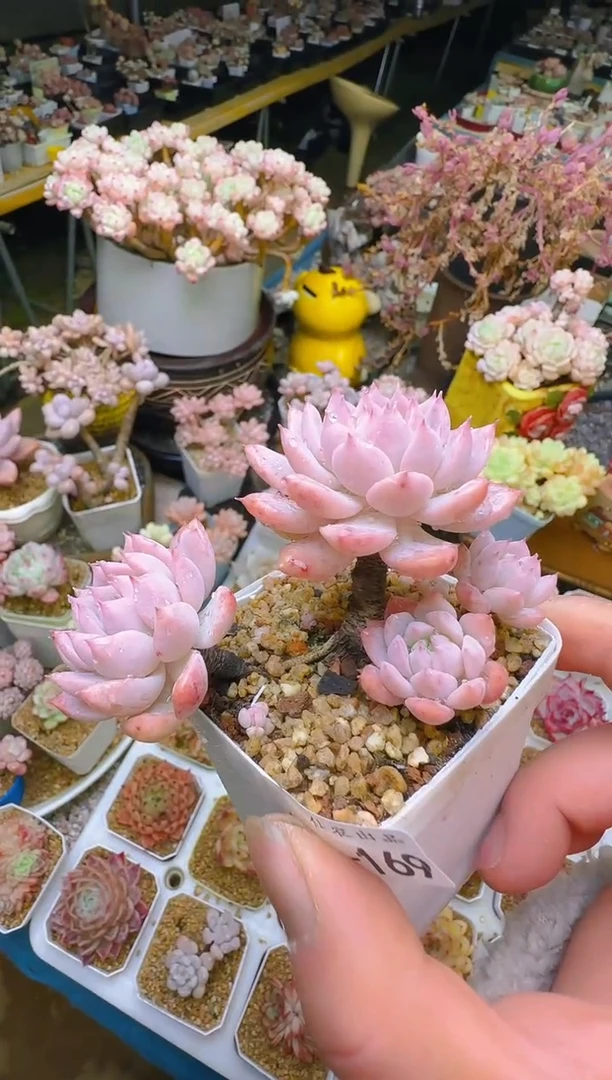 【闪购商品】春—169—仙农(红拂女）