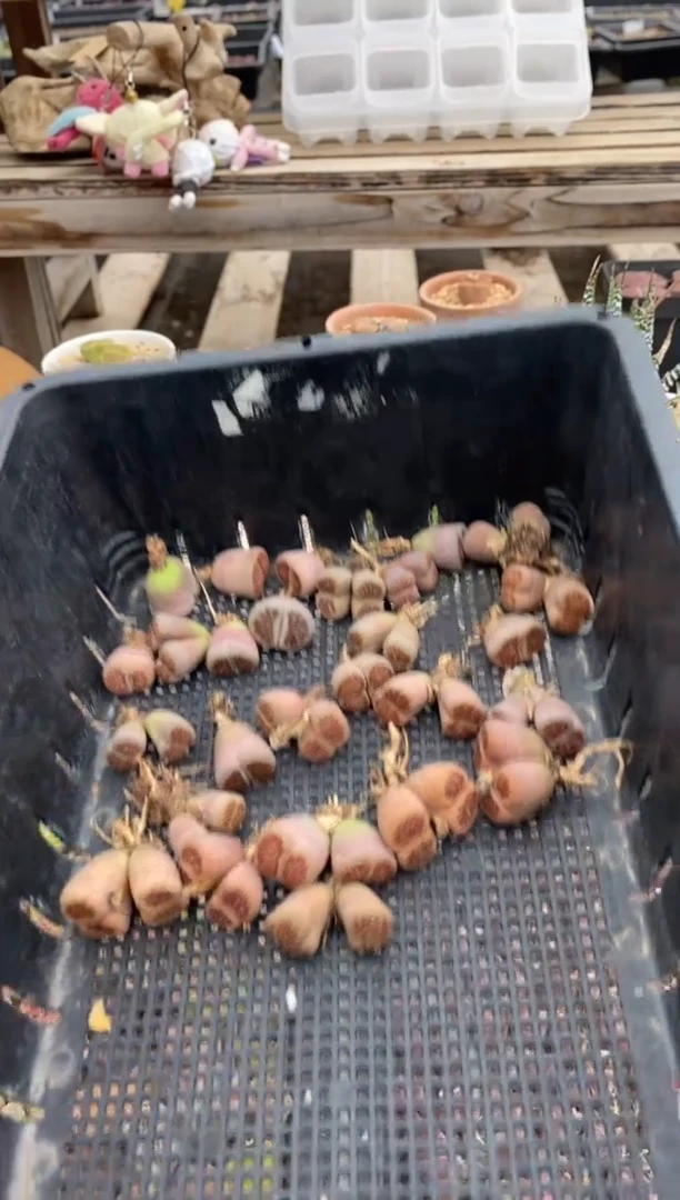 0449直播一物一拍