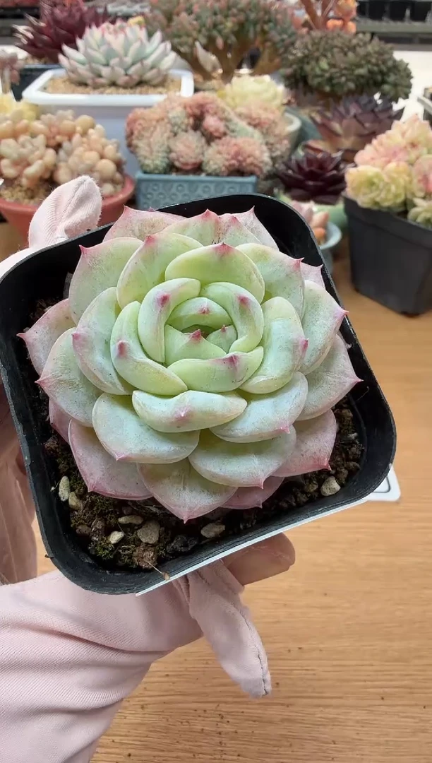 东云多肉园二店-30