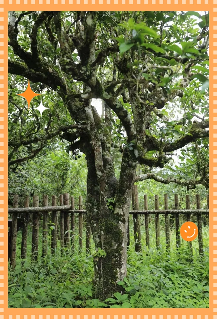 新班章普洱茶黄金叶茶砖200克