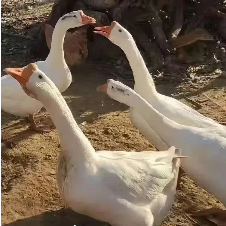 东北农村泉水边散养溜达大白鹅新鲜美味养足180天带心肝胗