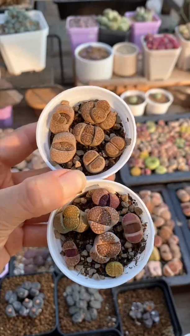 【闪购商品】6353直播一物一拍