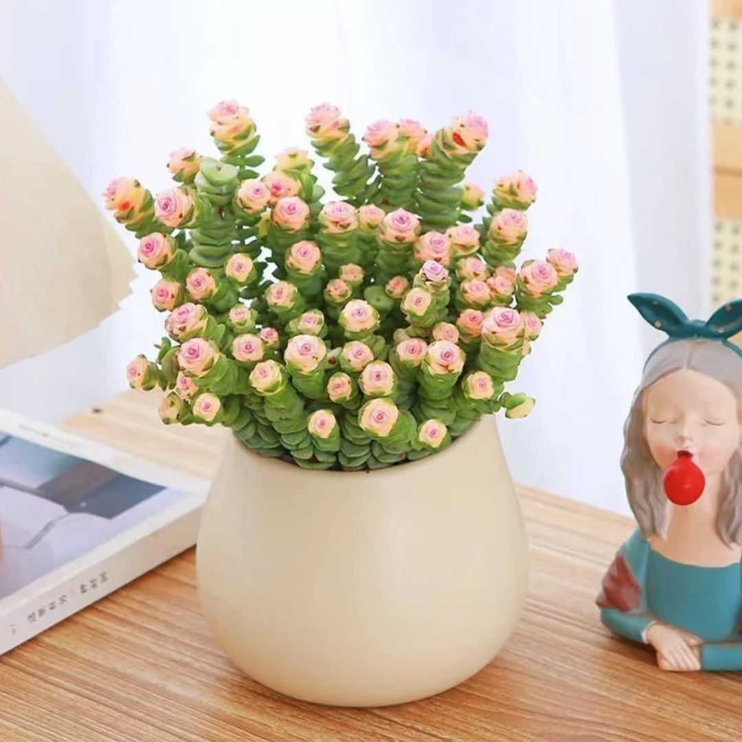 【老王多肉】彩虹钱多多 牡丹钱串