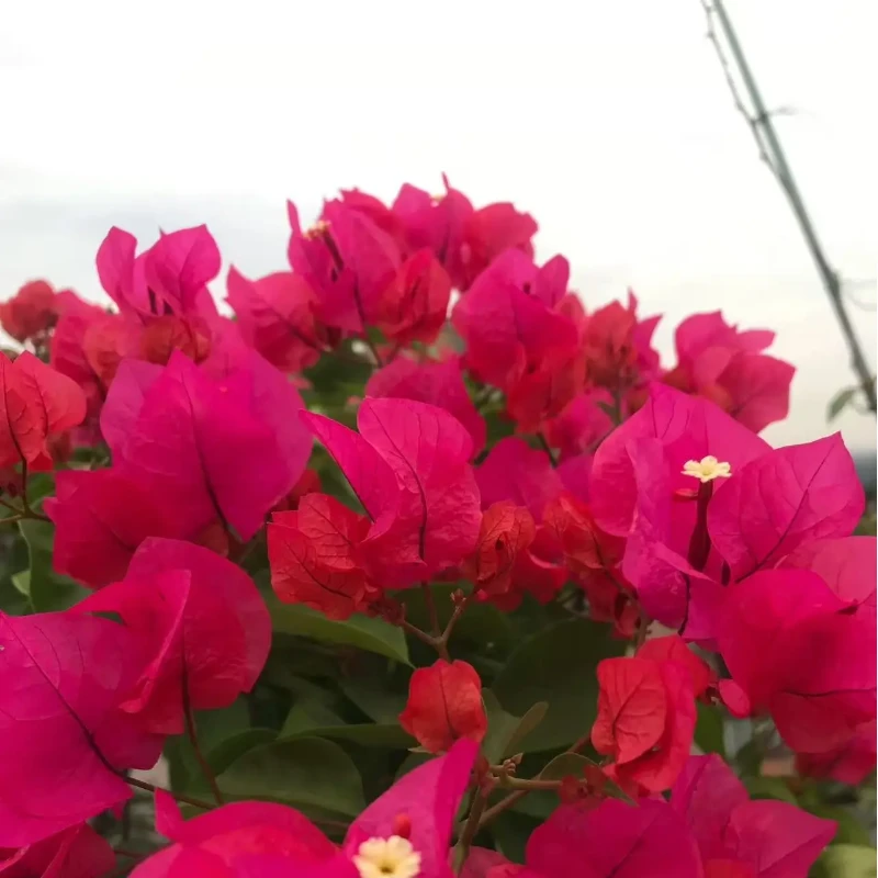 【同安红】一物一拍 三角梅运输途中可能会有掉花掉叶 介意慎拍