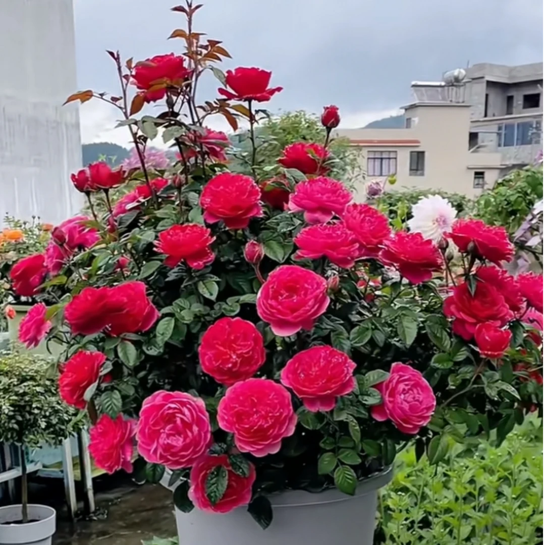 果汁美人阳台微景观火烧云月季盆栽四季花卉红橙花色