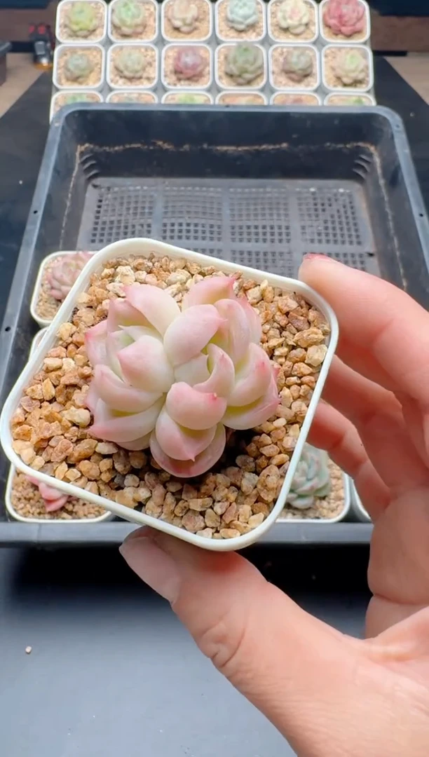 【闪购商品】434A多肉带盆土6.5杯当天拍3颗包柚