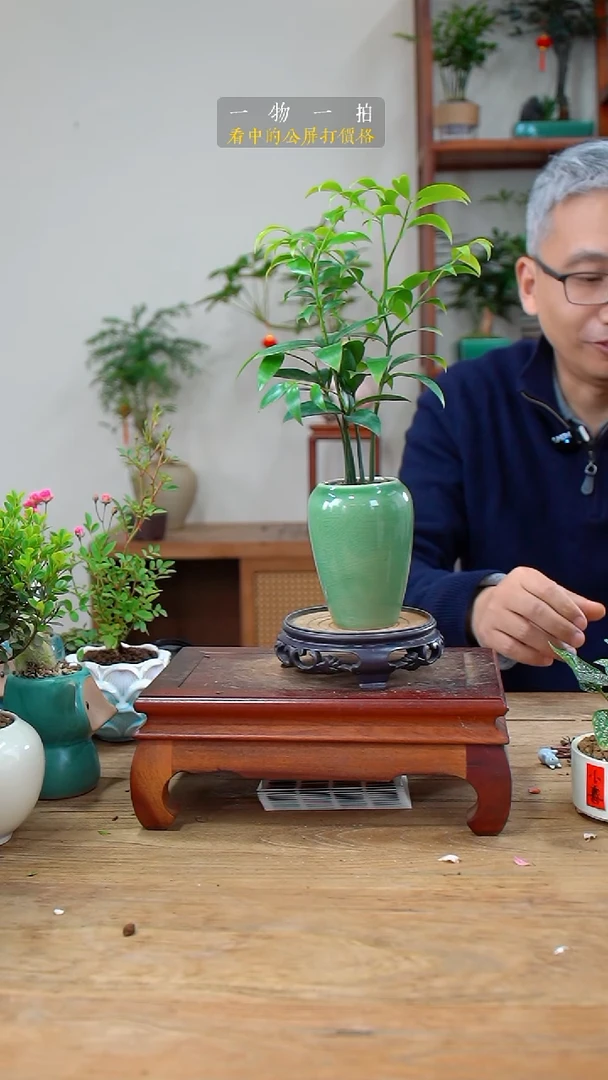 完全开放个**味竹柏108