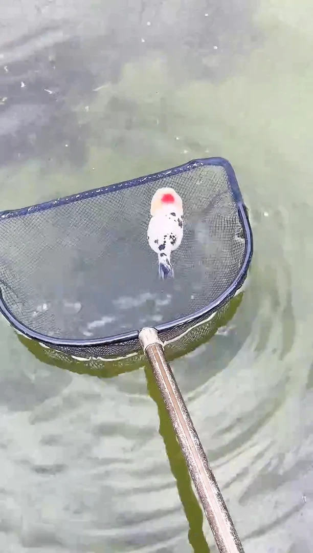 金鱼〆*人水娃娃观赏鱼兰寿金鱼  不包邮