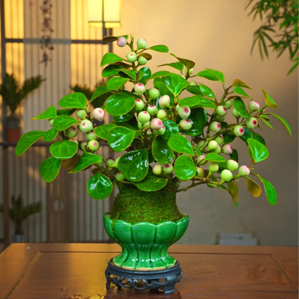 （带果)小盼菩提树植物盆栽好养室内书房办公室绿植新中式茶桌盆栽
