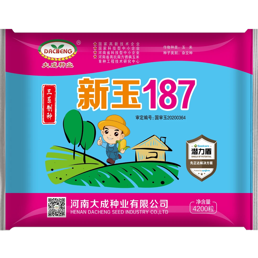 新玉187白轴大棒长势好看有卖相 棒大棒匀高产量