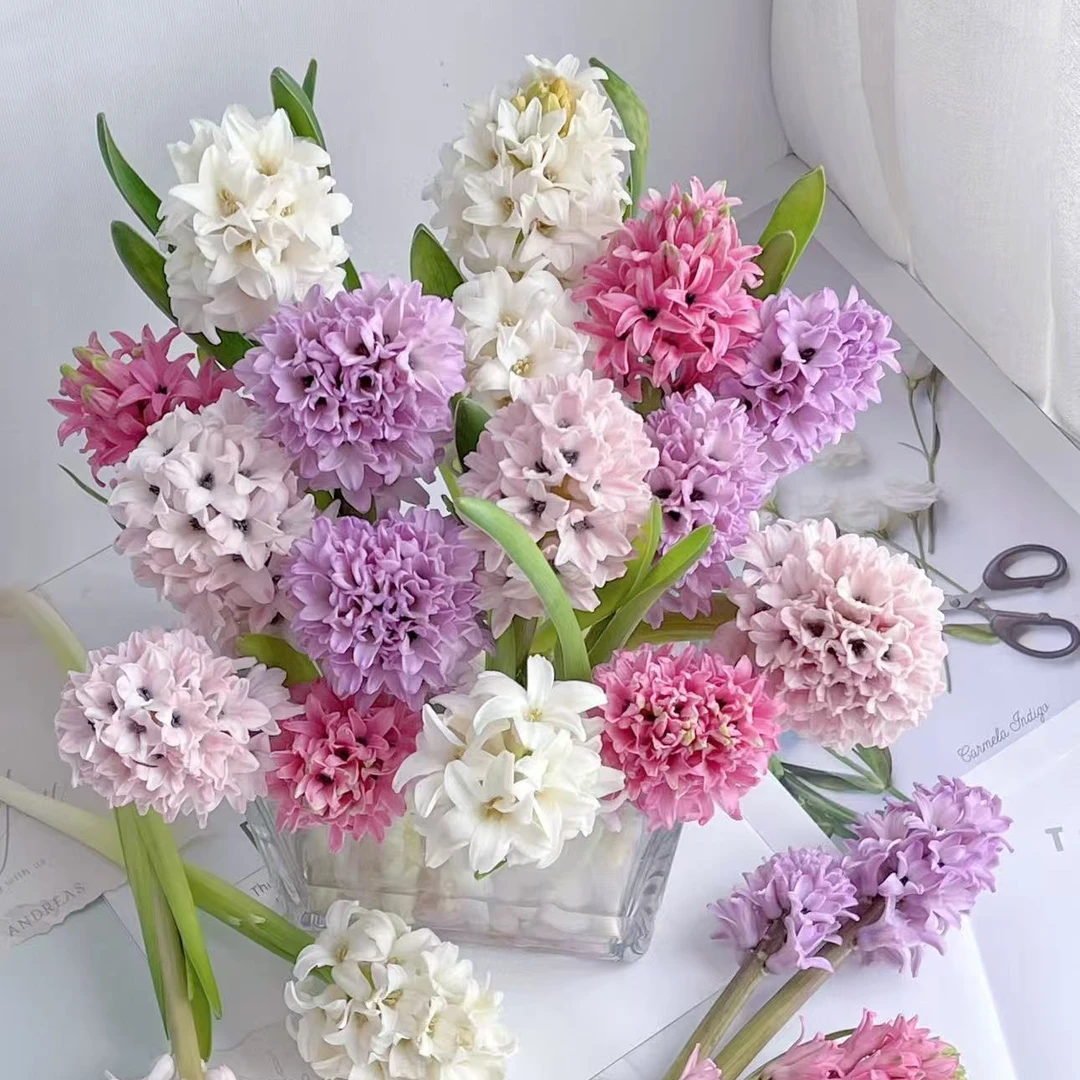 不选色风信子  易养活绿植  损坏10%不售后