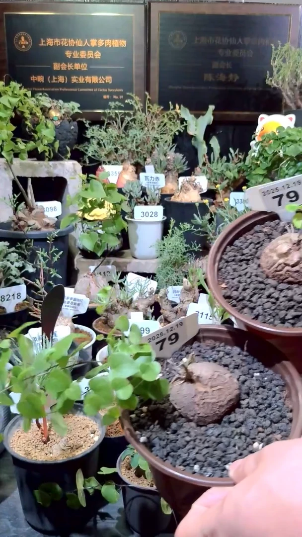 79号1219福利南非龟甲龙买1送1