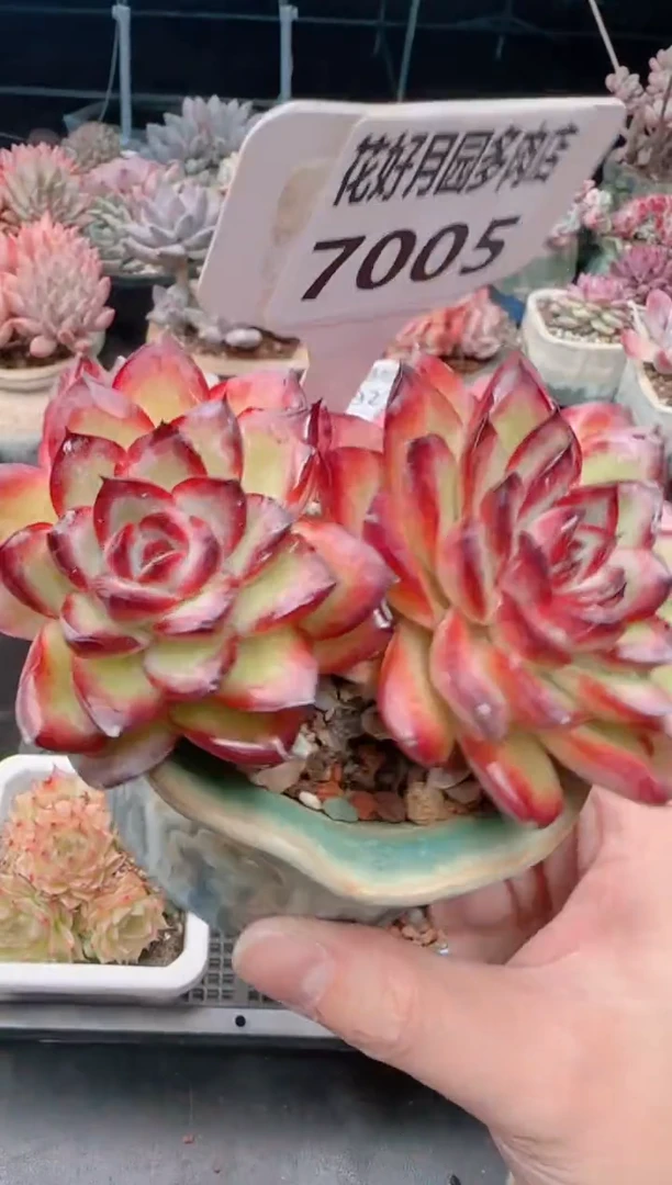 【闪购商品】7005.