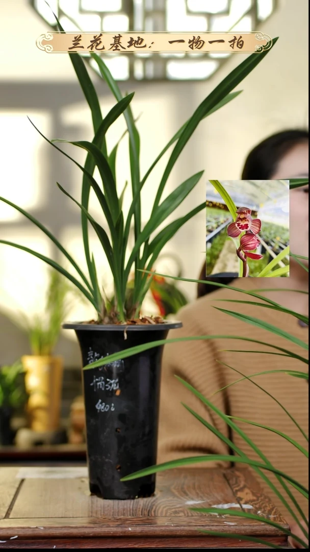 完全开放春剑红荷