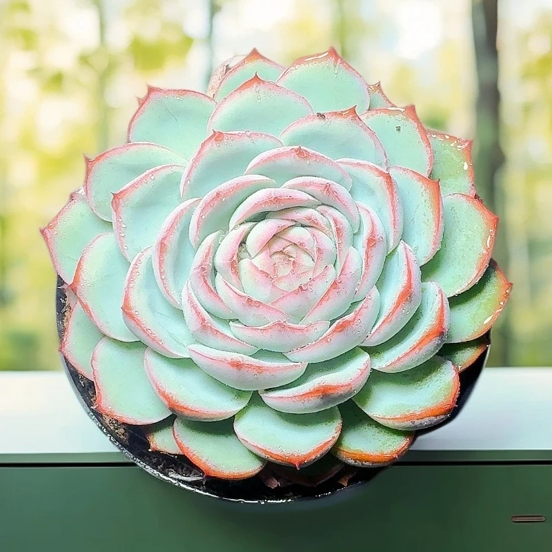 71多肉（法兰西玫瑰） 直播展示 养护裸根白色黄色