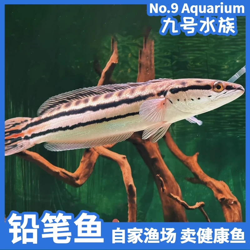 大铅笔鱼观赏鱼活鱼热带鱼幼苗耐活好养雷龙鱼淡水凶猛肉食性鱼苗