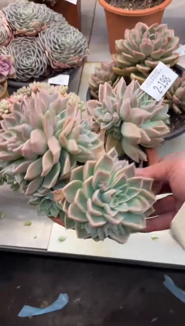 【闪购商品】2-198哈利