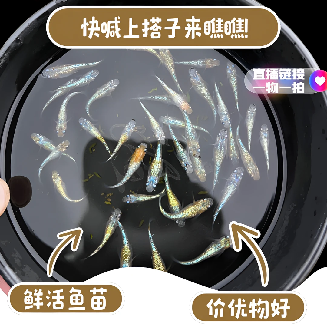 观背青鳉一物一拍