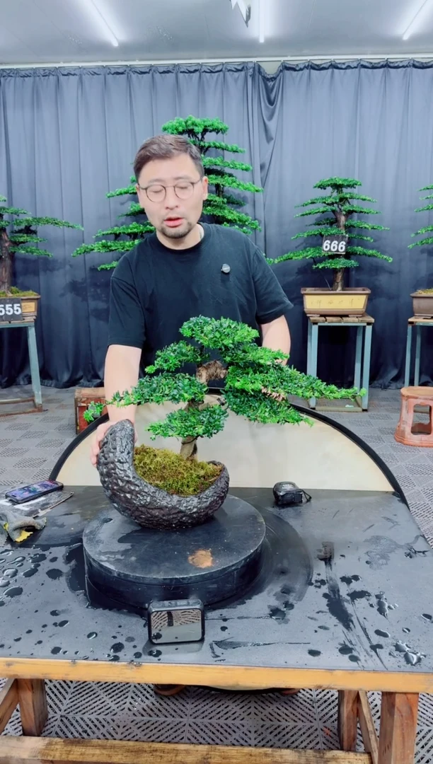 无花朵罗汉松盆景....