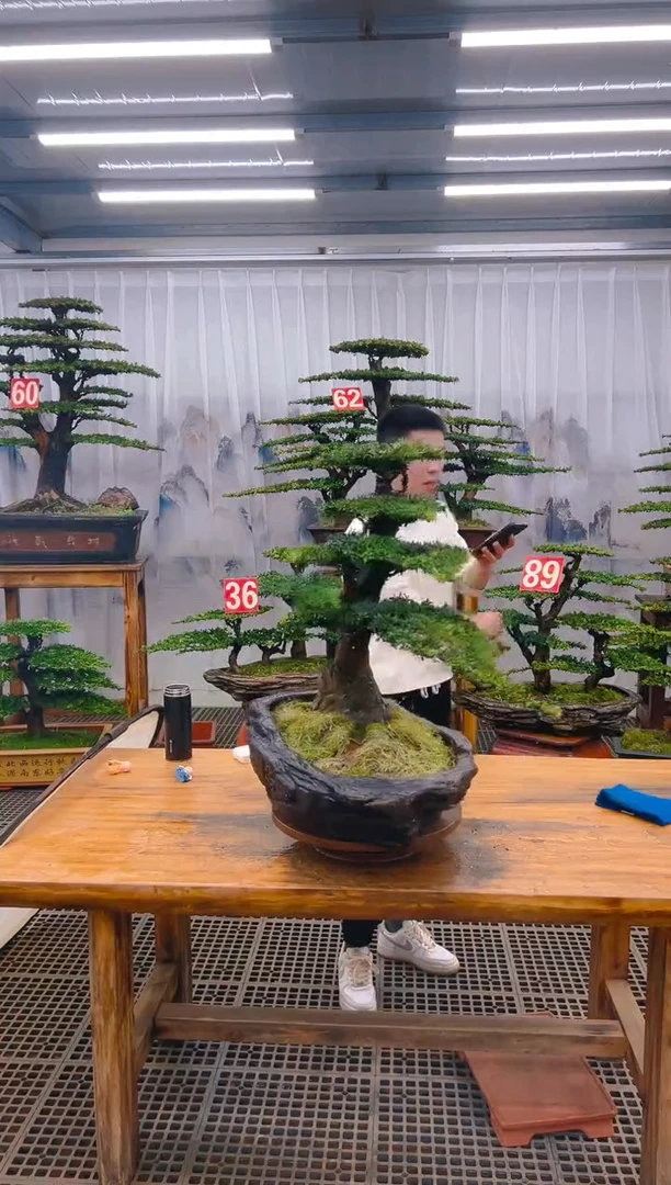 【闪购商品】紫砂精品盆景直播间一物一拍