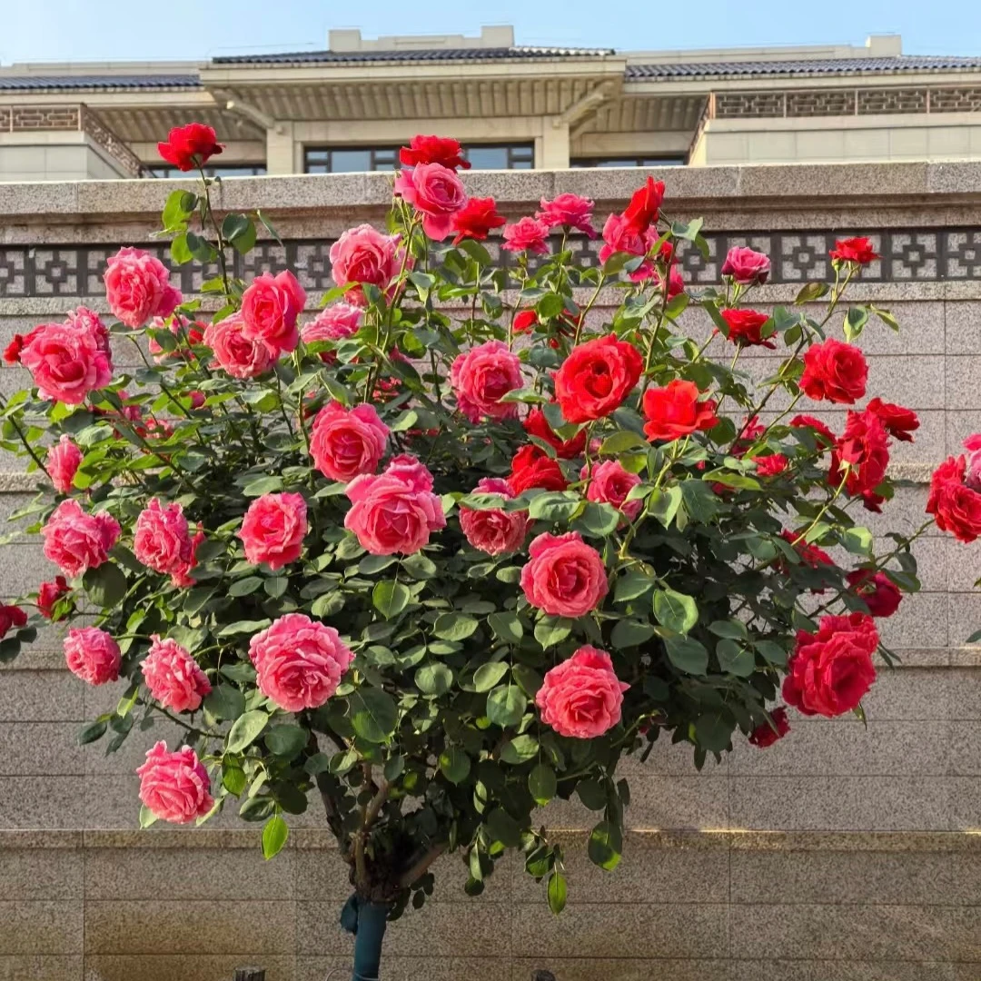 四季开花高档多色树桩月季棒棒糖玫瑰树状大花浓香别墅花卉庭院