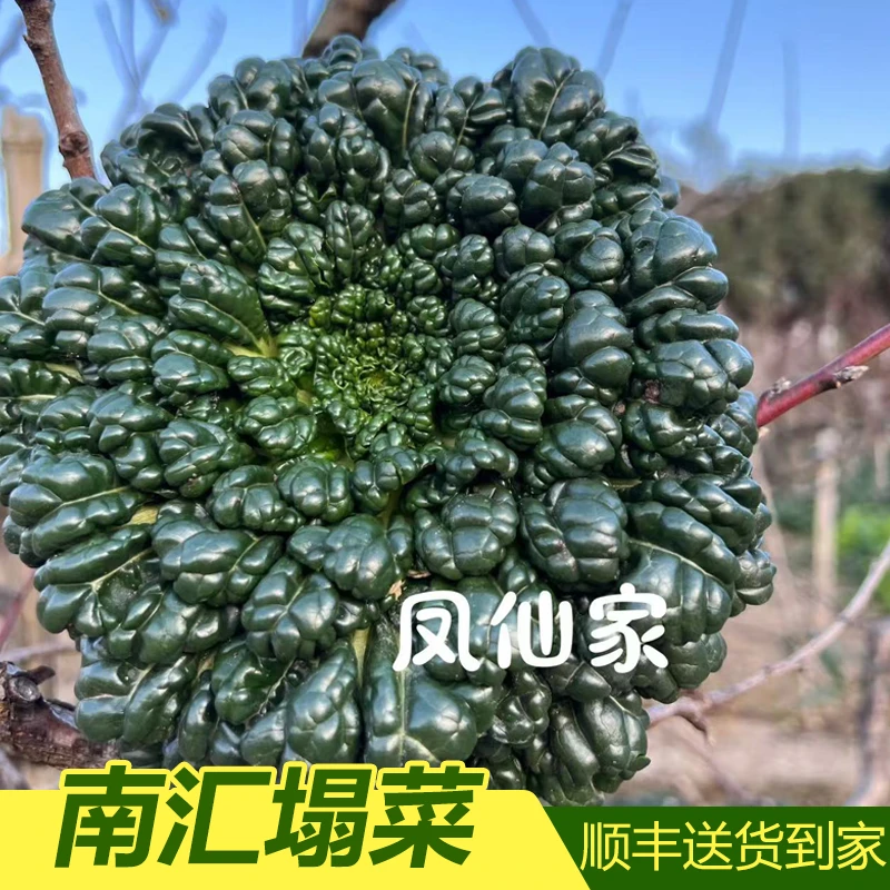 【南汇塌菜发顺丰】上海南汇新场本地露天新鲜霜打塌菜塔乌菜2斤装