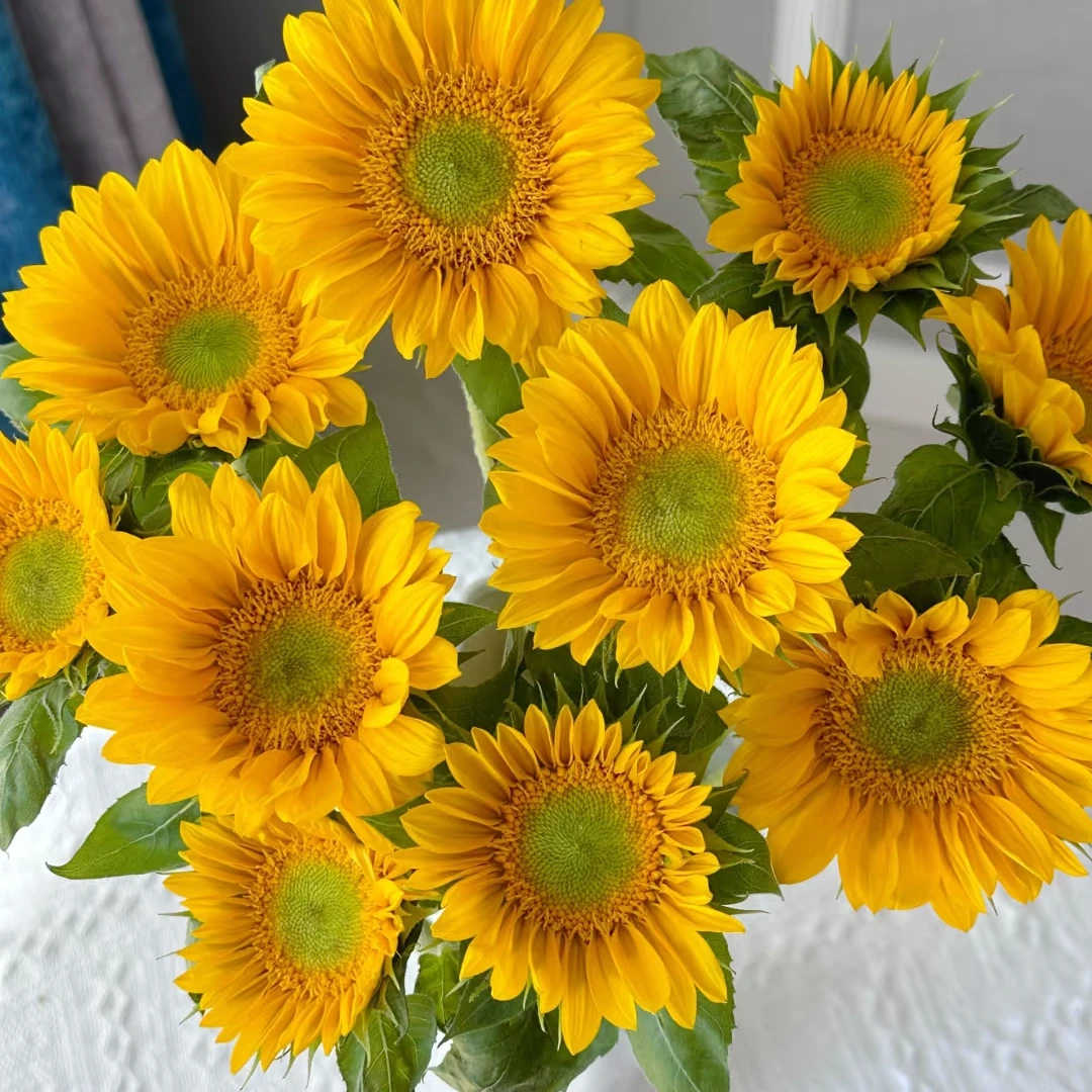 【绿心向日葵】花苞发货 收到鲜花第一时间醒花 云南爆品鲜花