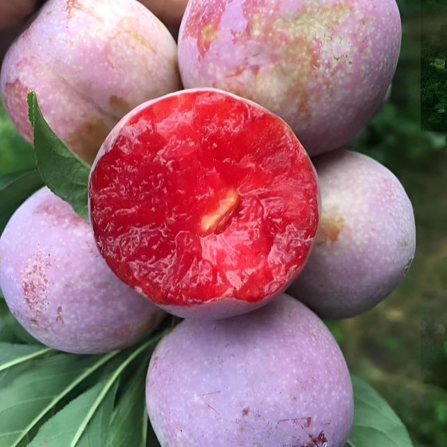 【三华李】广东三华李 香甜可口 每盒约950g