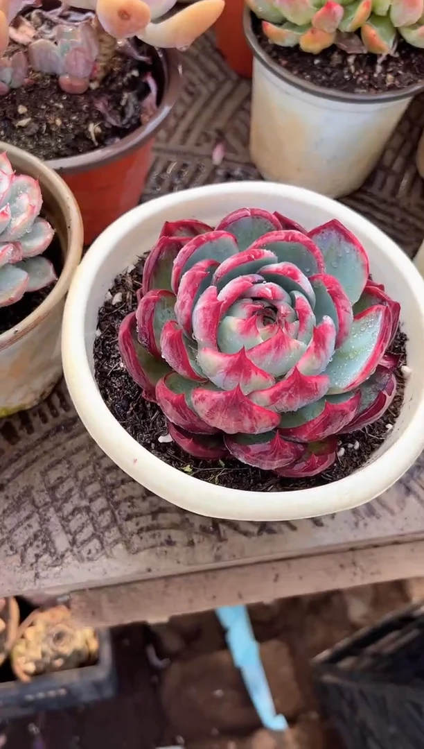 秋*多肉植物一物一拍21273