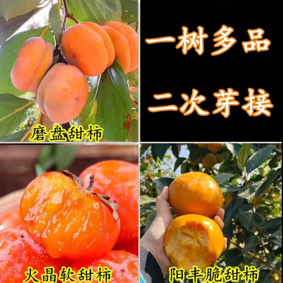 一树多品柿子树苗地栽盆栽南方北方种植当年结果柿子树脆甜无核