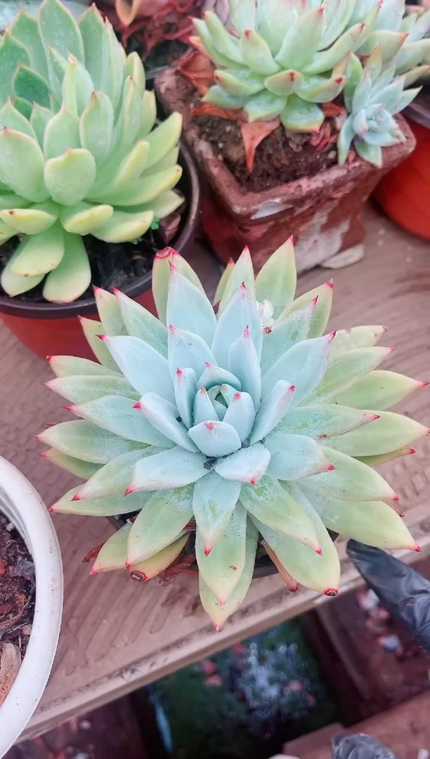 30088多肉植物一物一拍