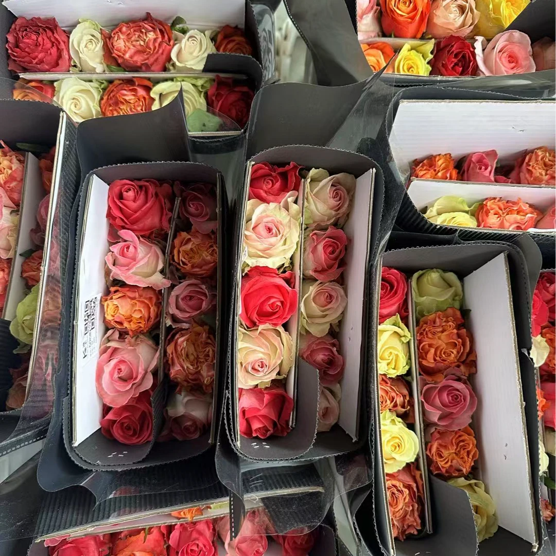 【逸禾农场福袋】混色单头玫瑰玫瑰鲜花基地直发一单包邮含保鲜剂