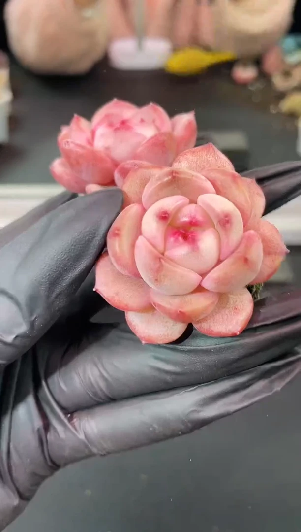 闪购1214  神秘糖果多肉一颗  3.8-4厘米