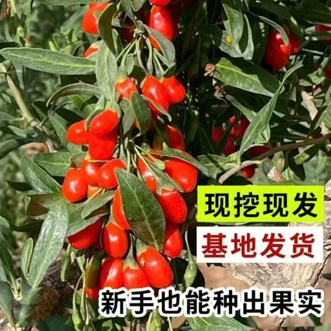 【大红枸杞苗】阳台庭院植物盆栽地栽种植果树苗