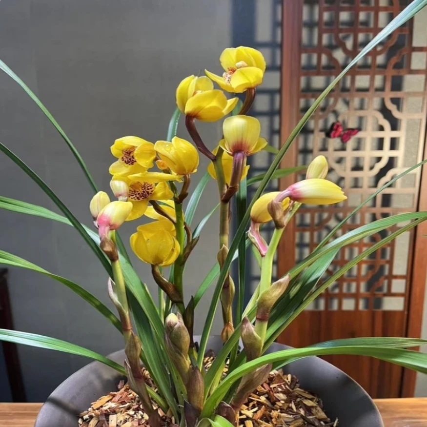 【金凤凰】 特A级 春剑铭品 高端兰花 开花非常香 好养绿植花卉