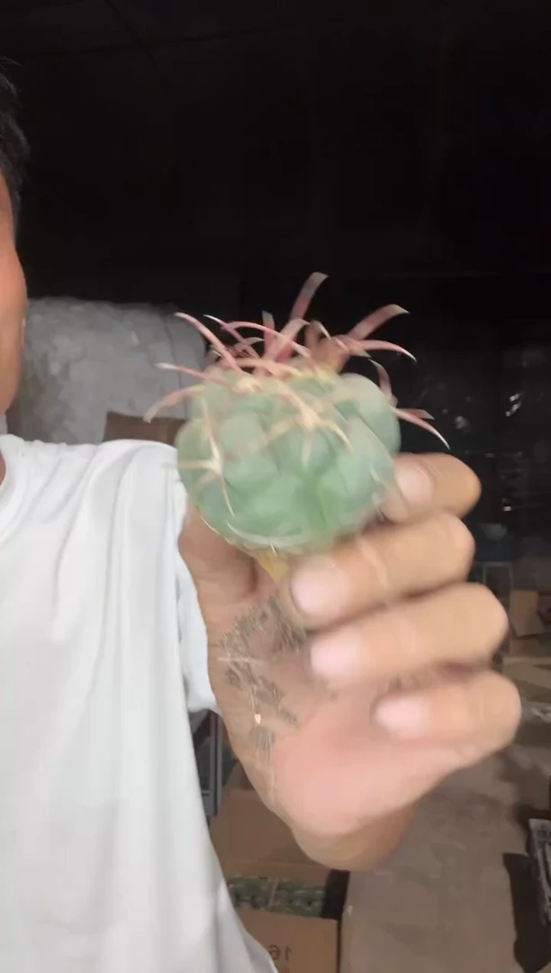 实生绯冠龙 35.99