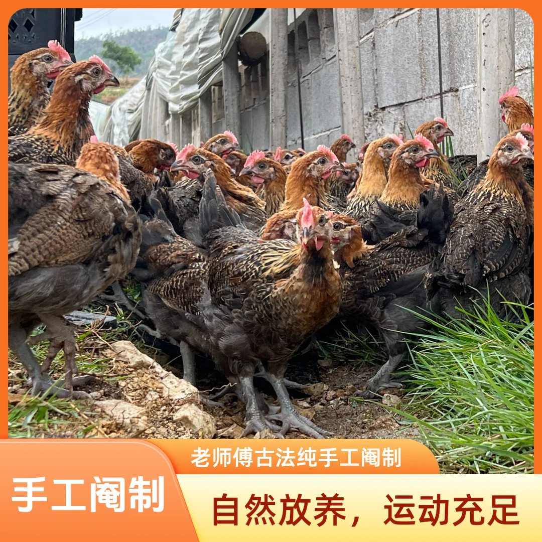云南老师傅古法手工阉制山林露天散养宠物土鸡活体发货包邮保路损