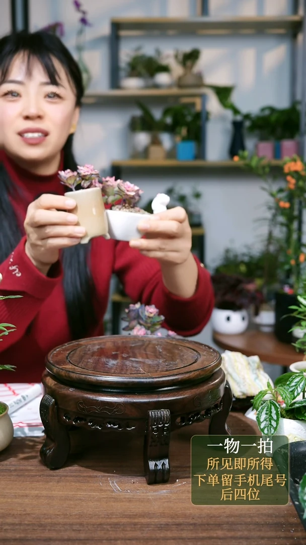 【闪购商品】56--9933多肉牡丹黄高+兔子2个