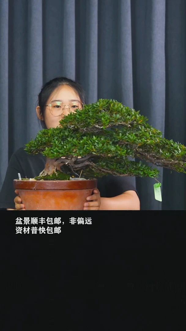 无花朵潮*人桃香杜鹃
