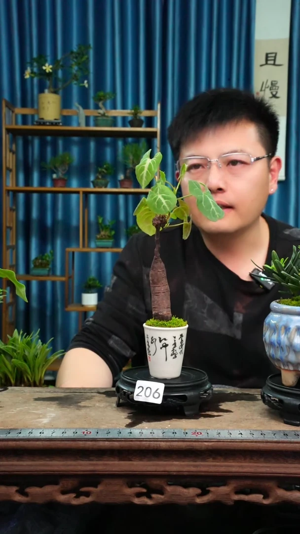 无花朵苔藓微景观206号