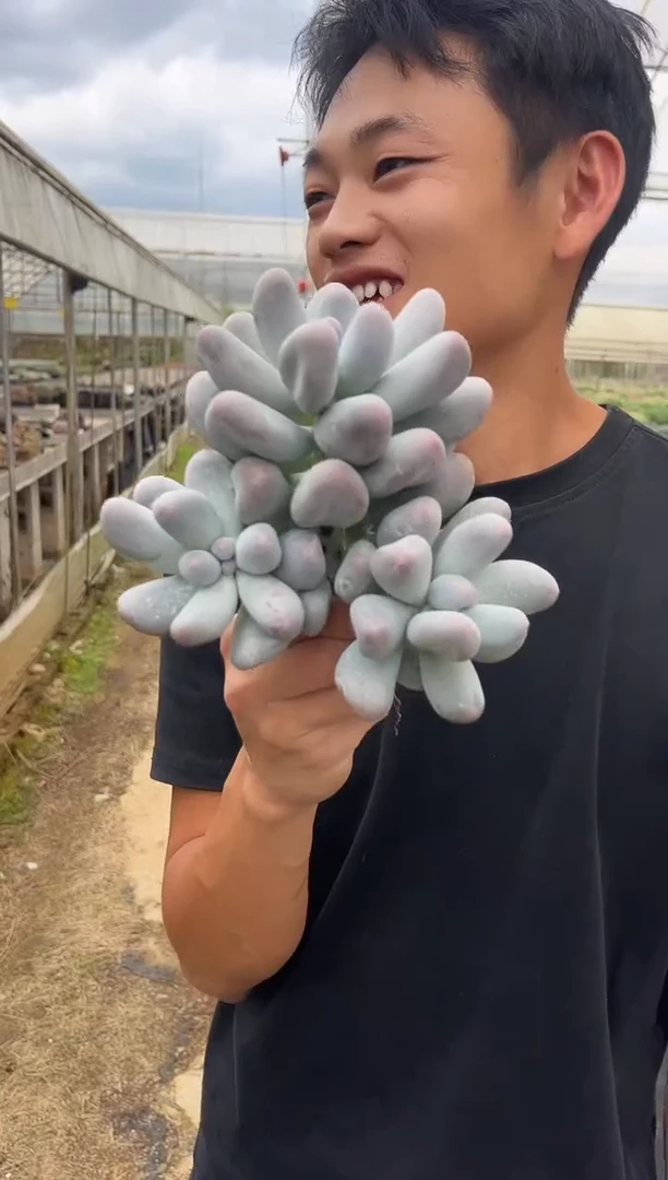 米可奶