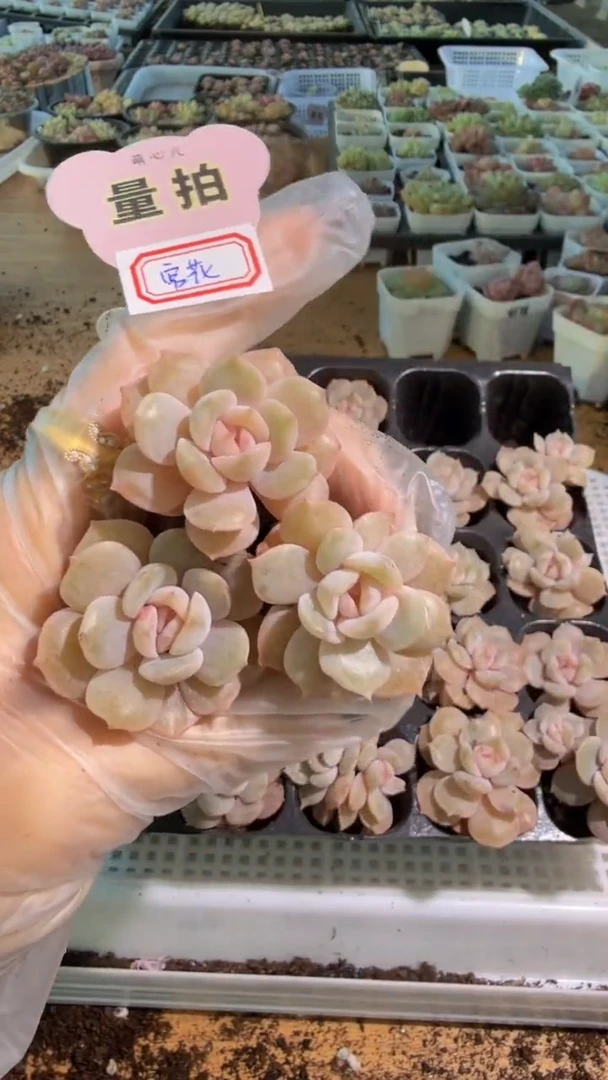 宫花 单双混 3颗量拍混发 满9.9包邮
