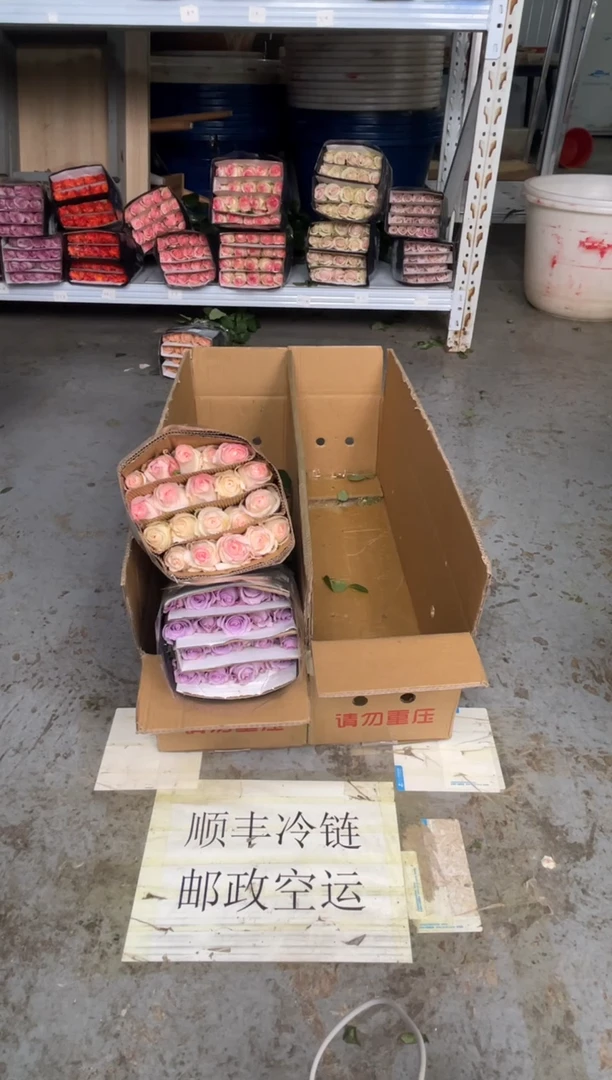 海洋之歌20枝+小白兔20枝