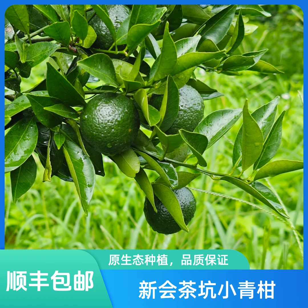 2025年新会茶坑圈枝中青柑茶枝柑鲜果新会陈皮原材料16年老树围