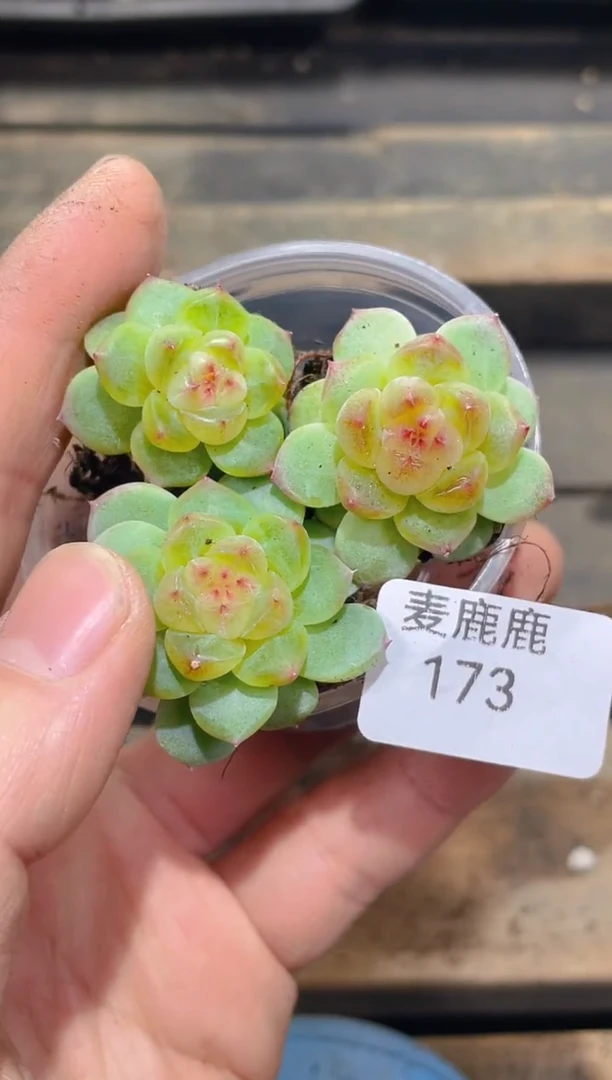 173觅青     量拍