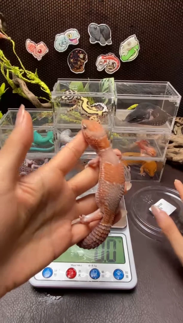 肥尾守宫鳞与尾 Scale Tail 爬宠f9